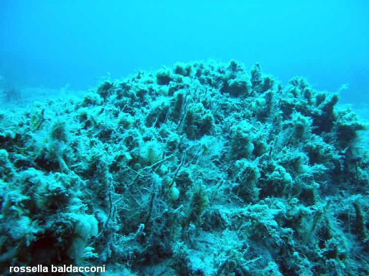 La Posidonia oceanica